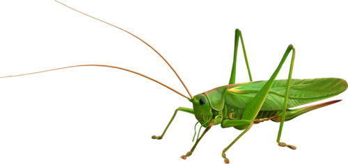 langosta