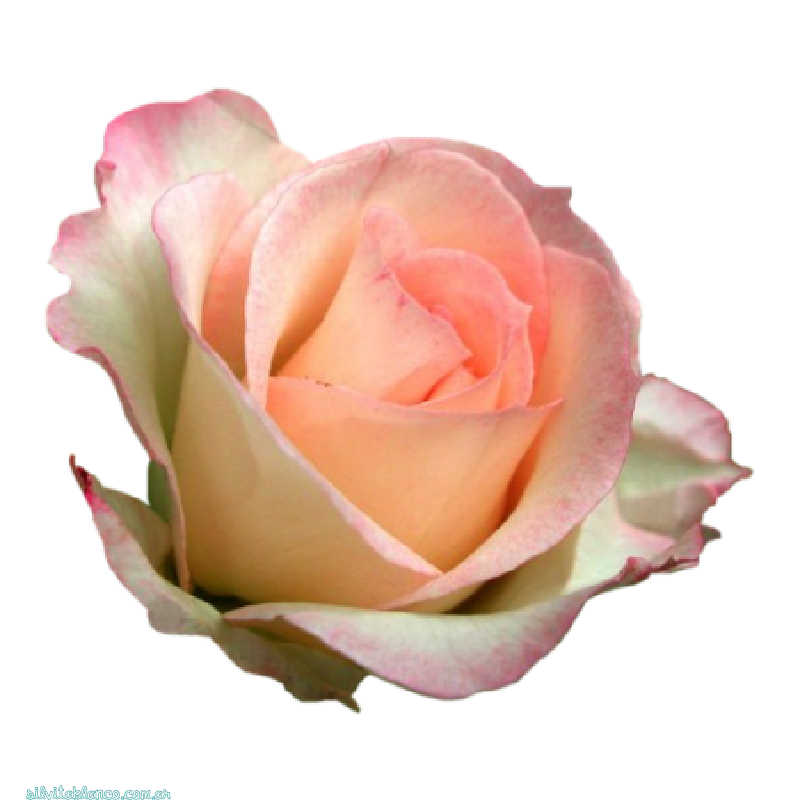 Flores de Primavera