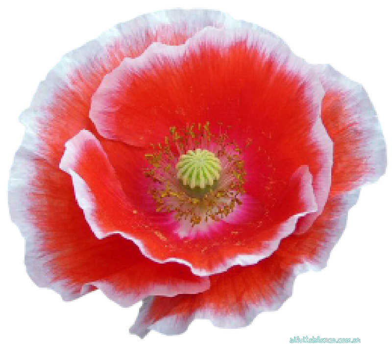 Flores de Primavera