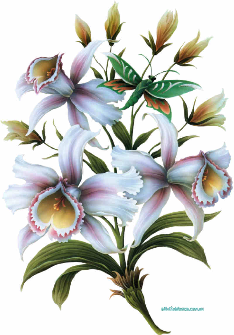 Flores de Primavera