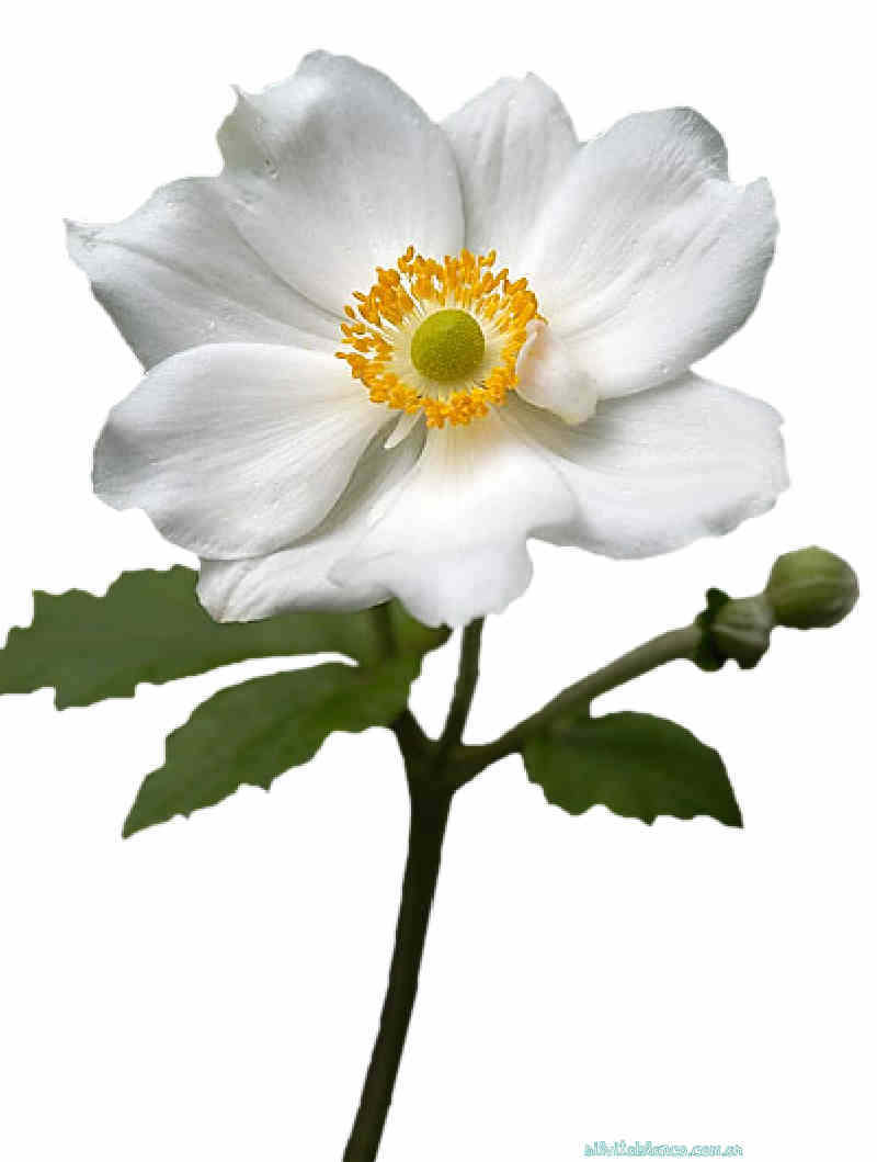 Flores de Primavera