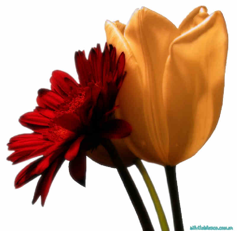 Flores de Primavera