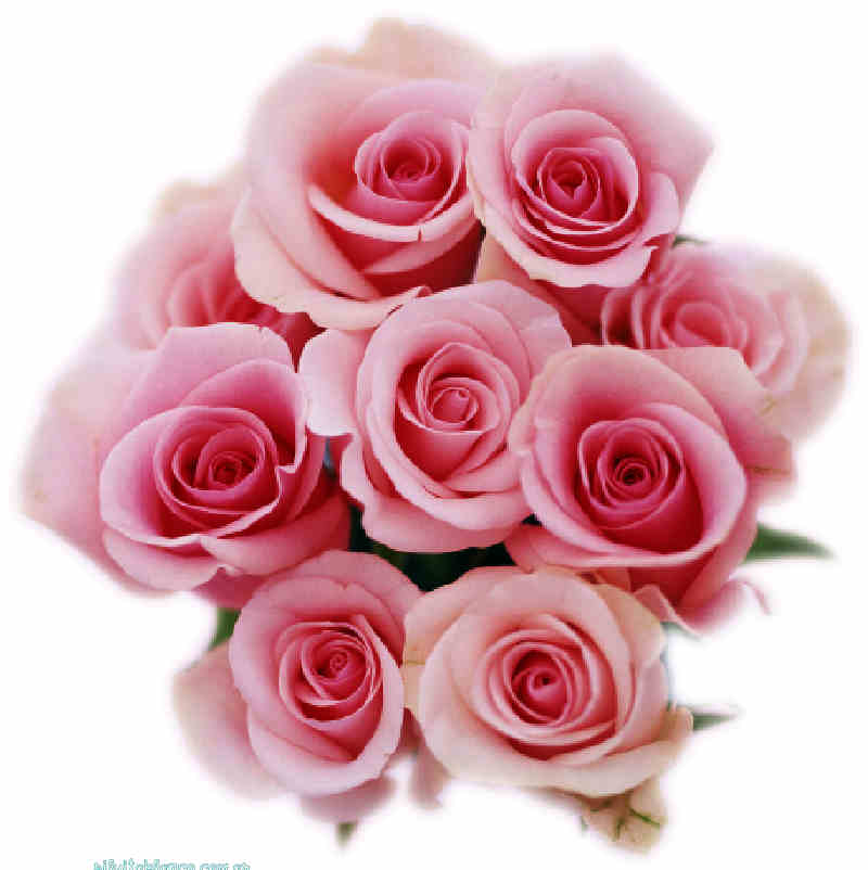 Flores de Primavera
