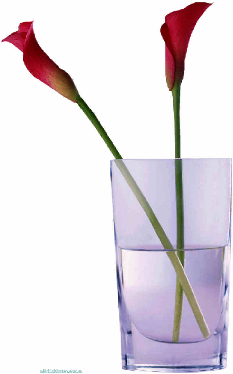 Flores de Primavera