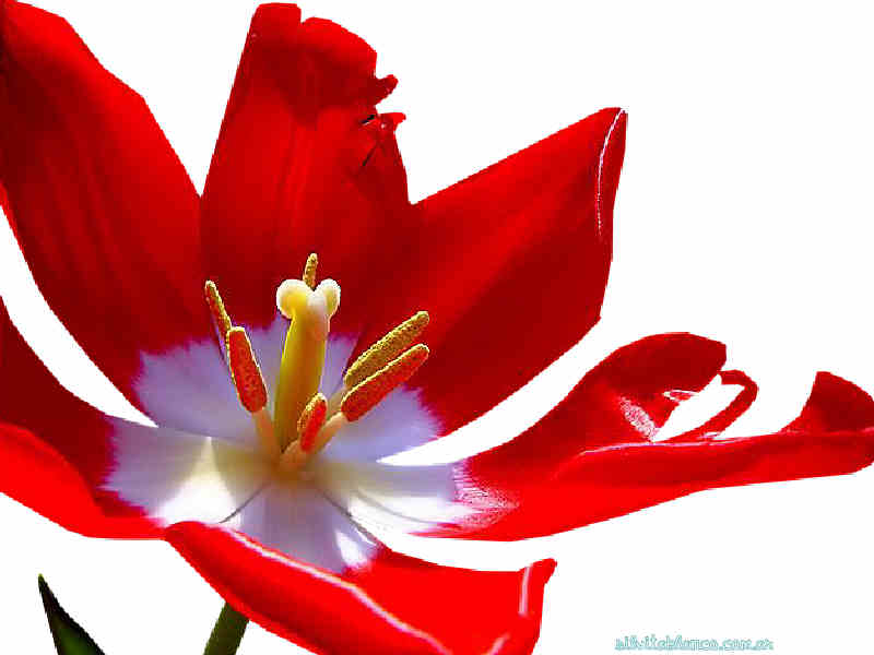 Flores de Primavera