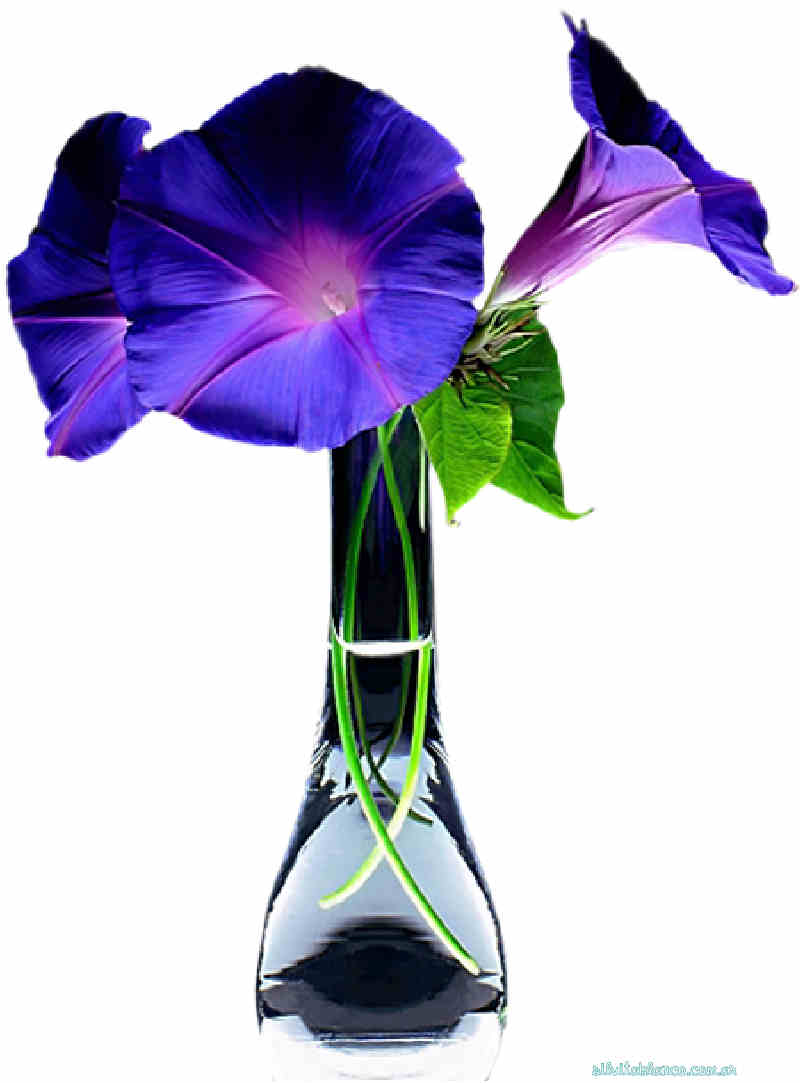 Flores de Primavera