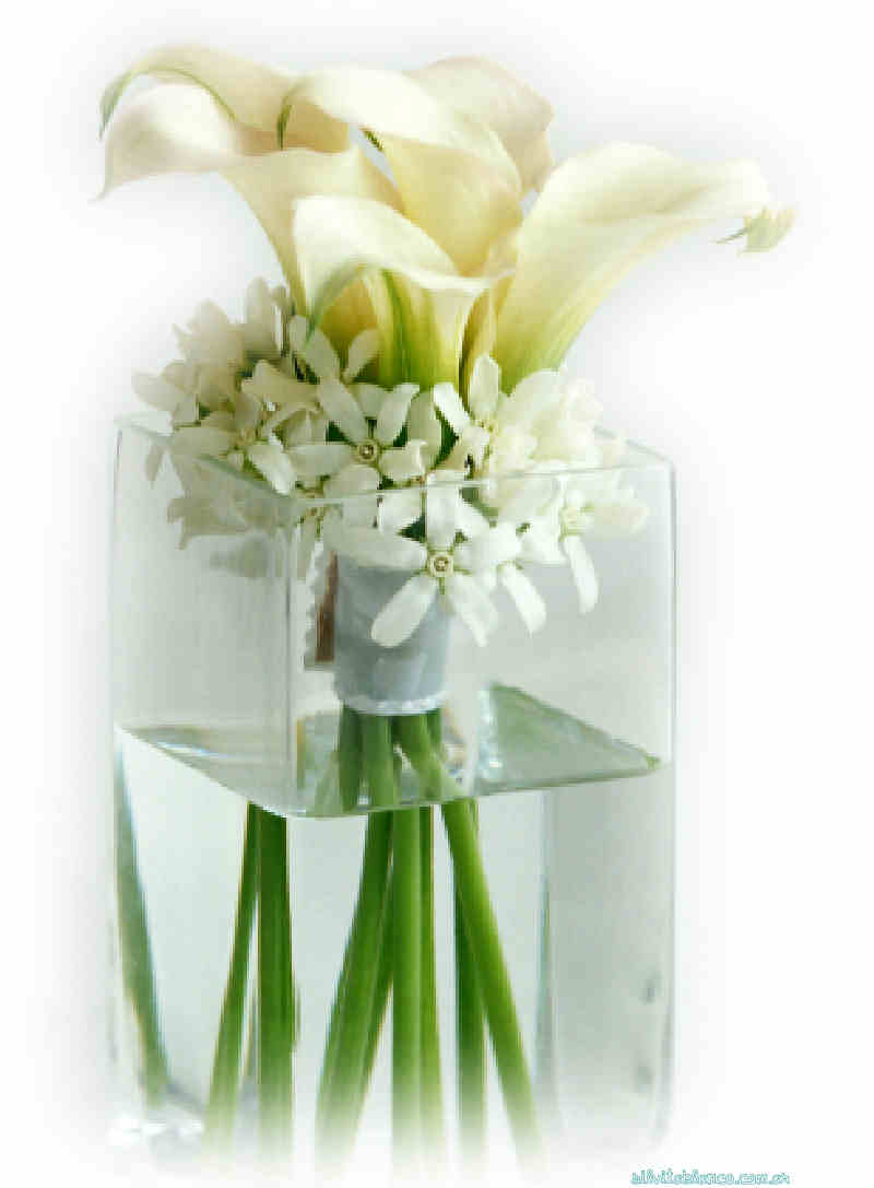 Flores de Primavera