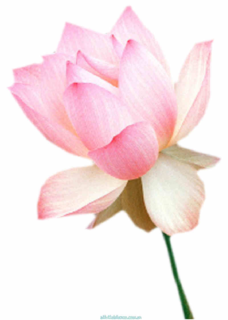 Flores de Primavera