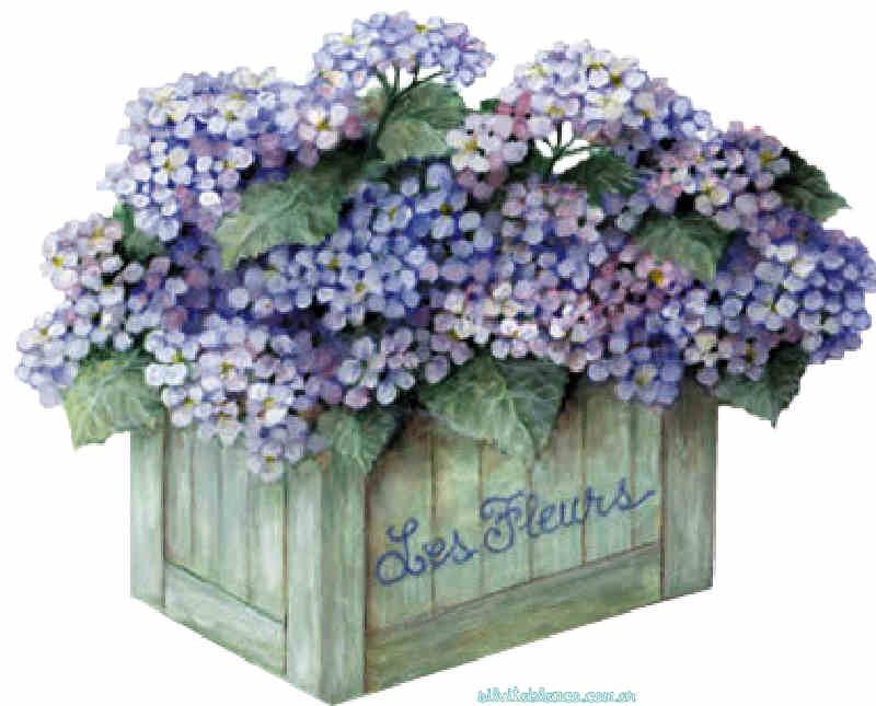 Flores de Primavera