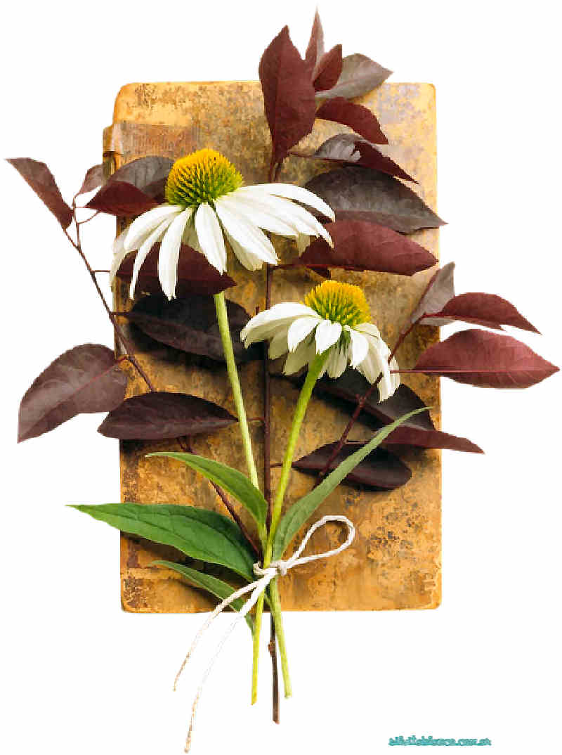 Flores de Primavera