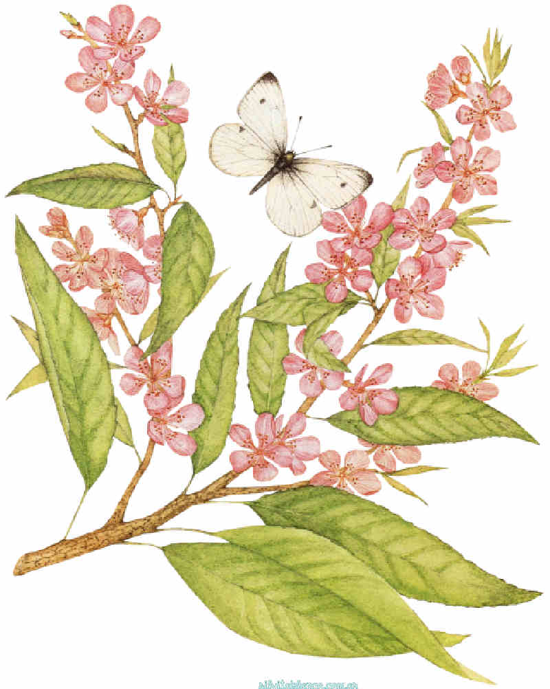 Flores de Primavera