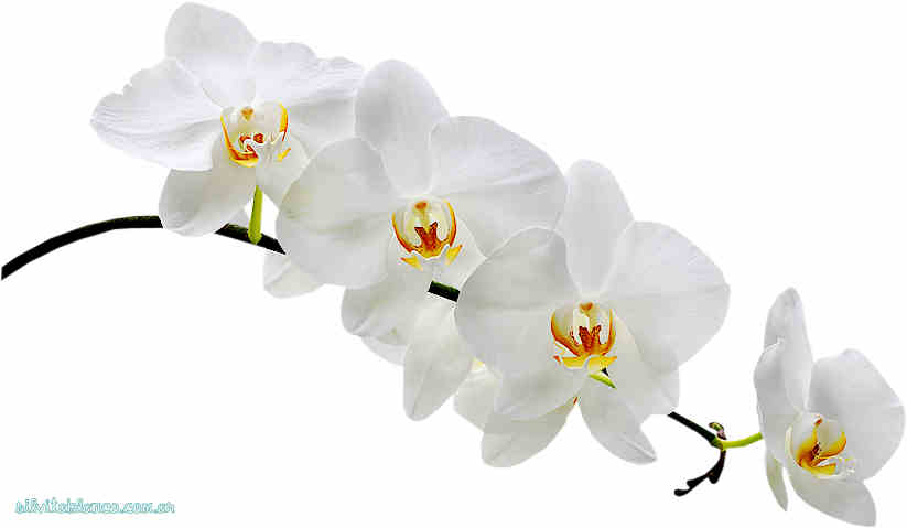 Flores de Primavera