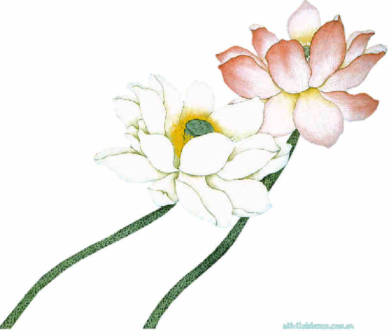 Flores de Primavera