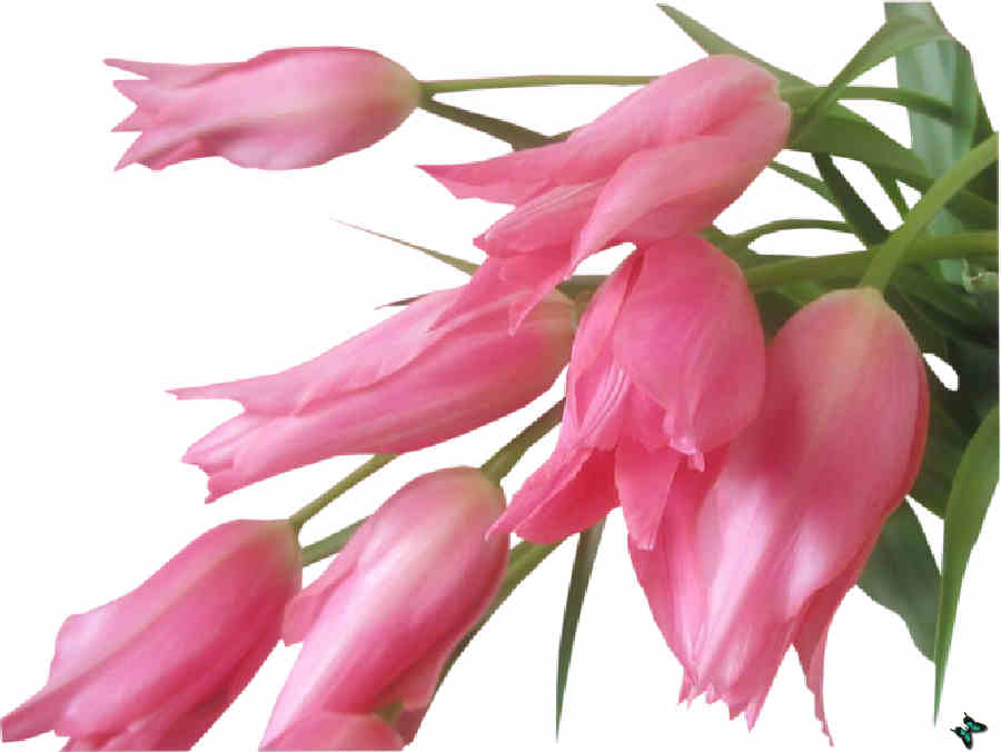 Flores de Primavera
