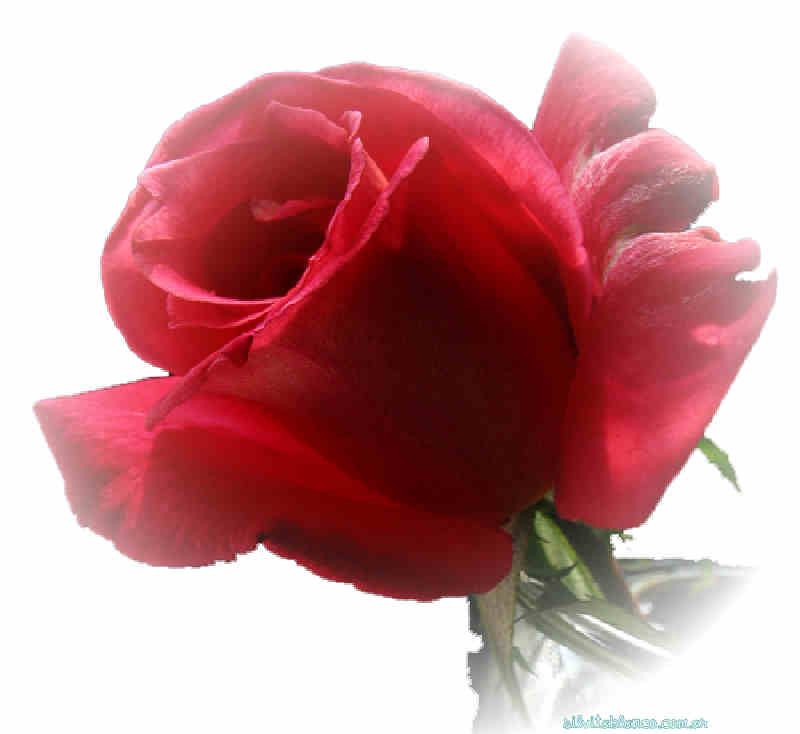 Flores de Primavera