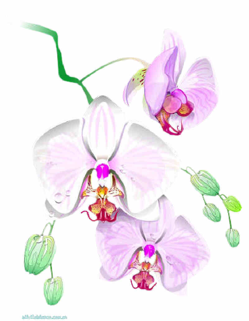 Flores de Primavera