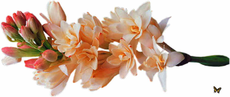 Flores de Primavera