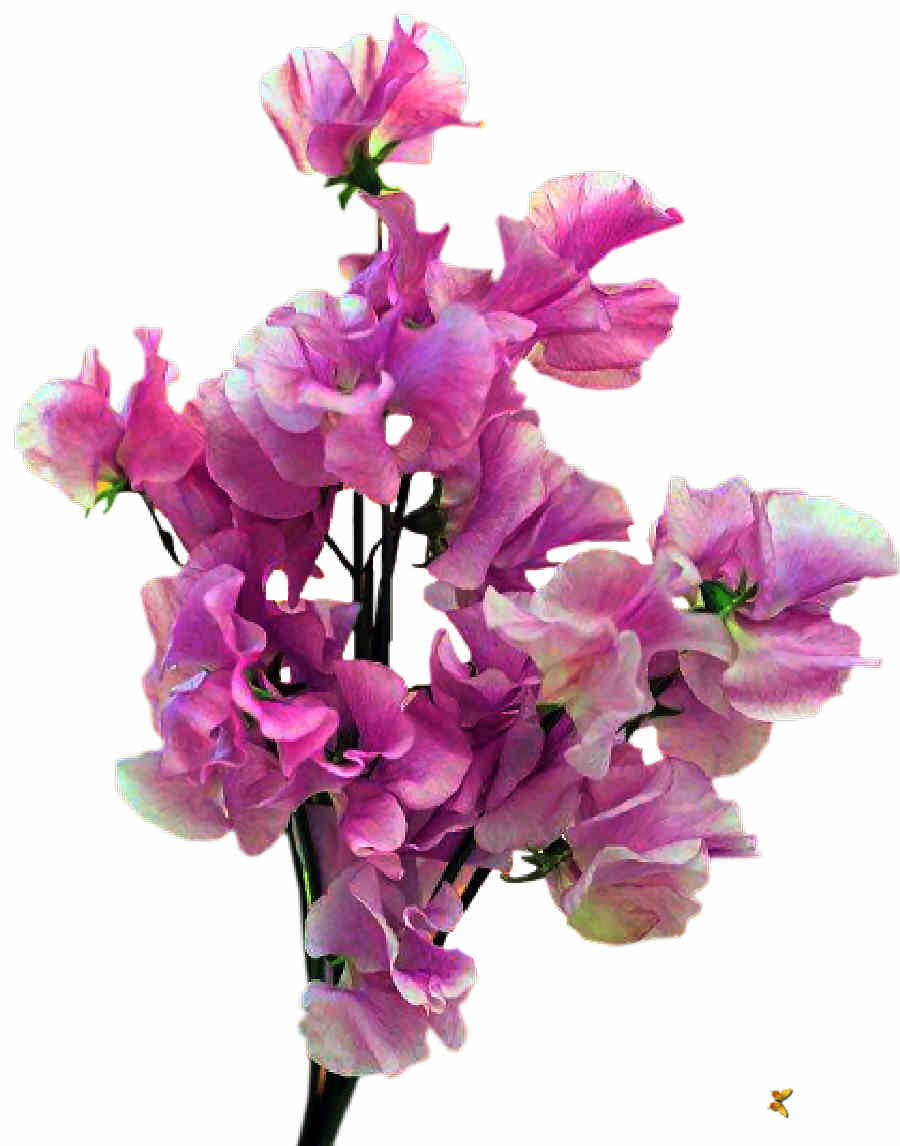 Flores de Primavera