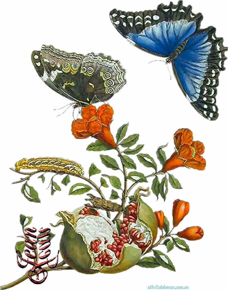 Flores de Primavera