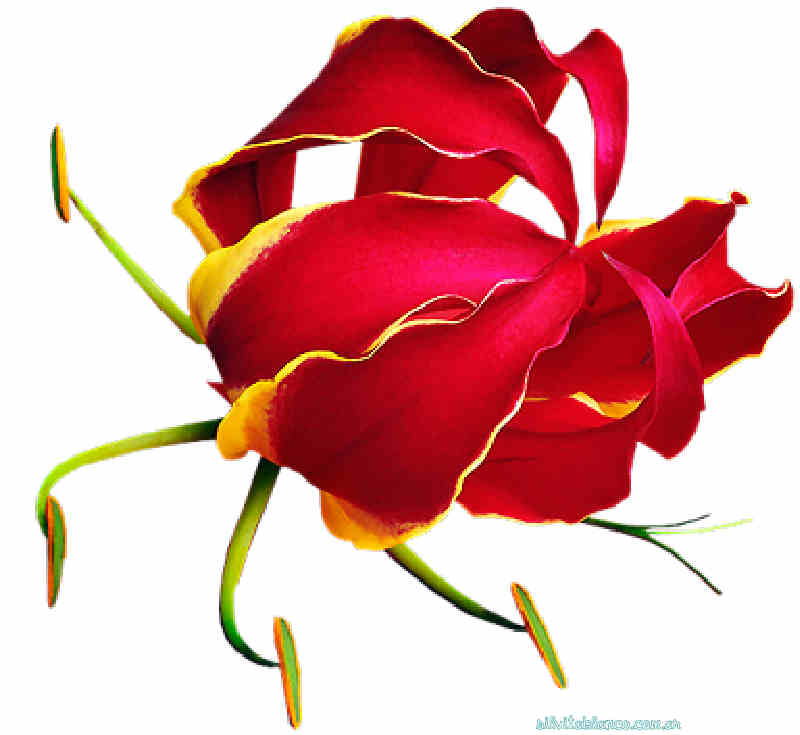 Flores de Primavera
