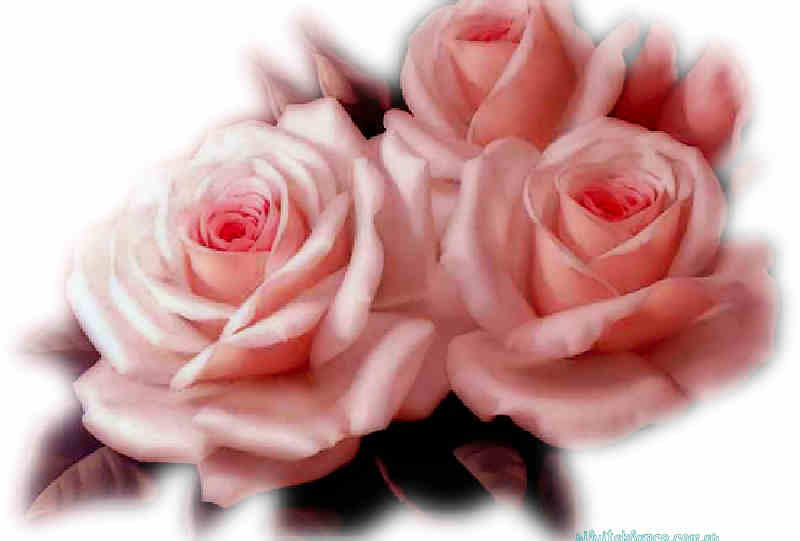 Flores de Primavera