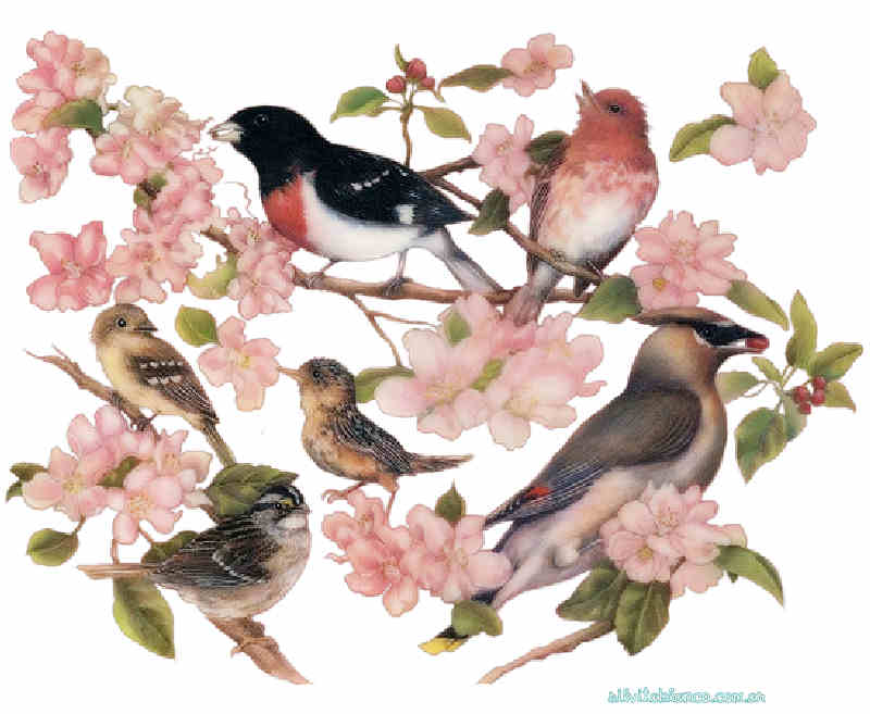 Flores de Primavera