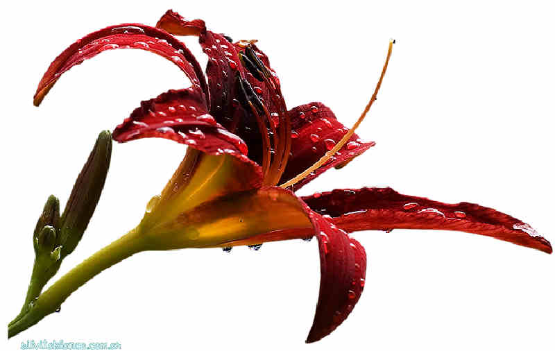 Flores de Primavera