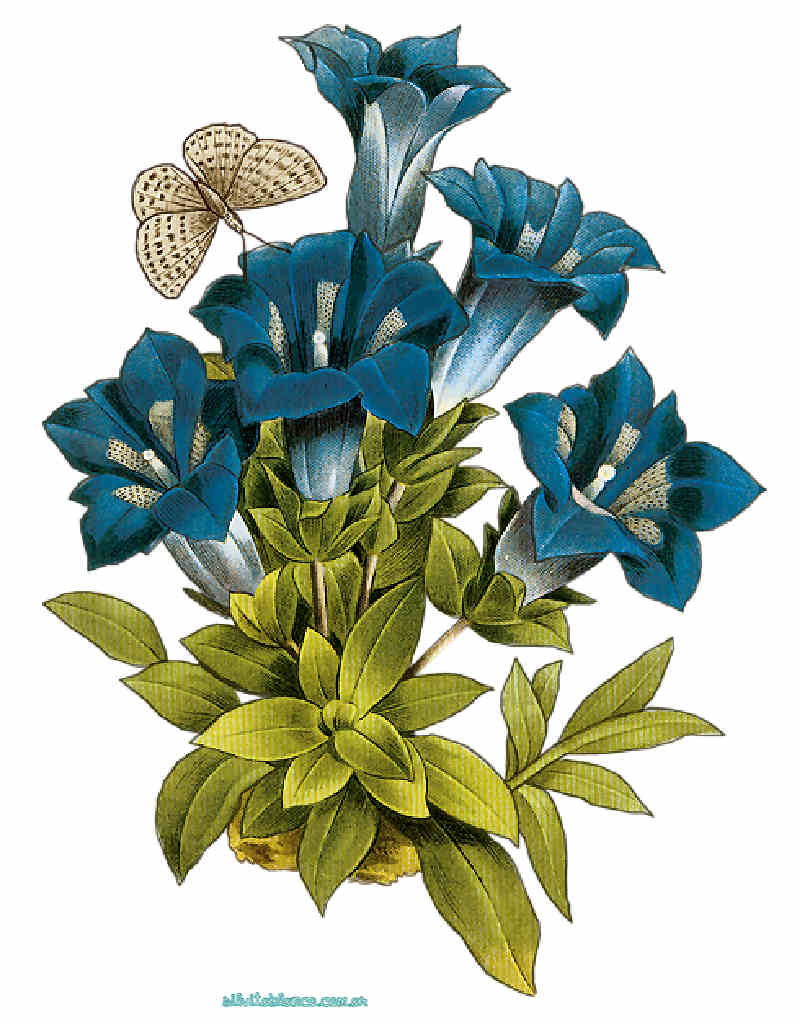 Flores de Primavera