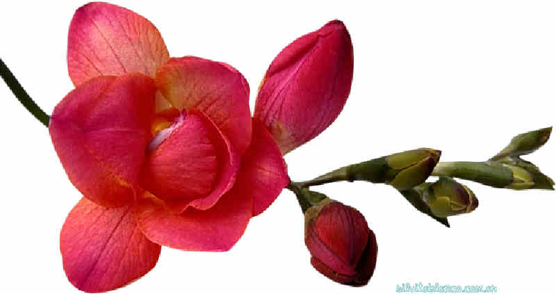 Flores de Primavera
