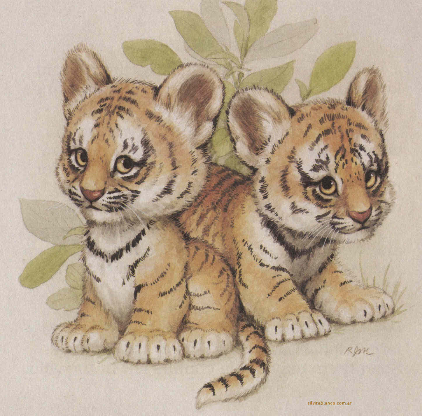 tigre de bengala imagen