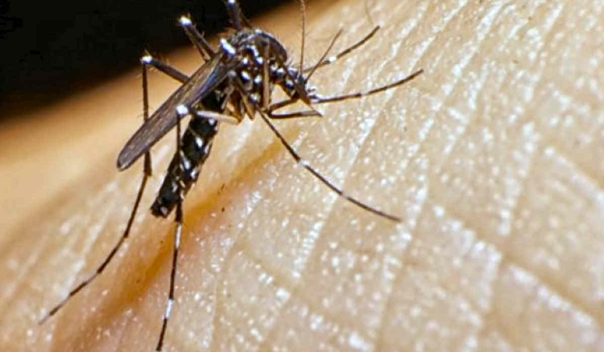 Zica Virus 10 datos