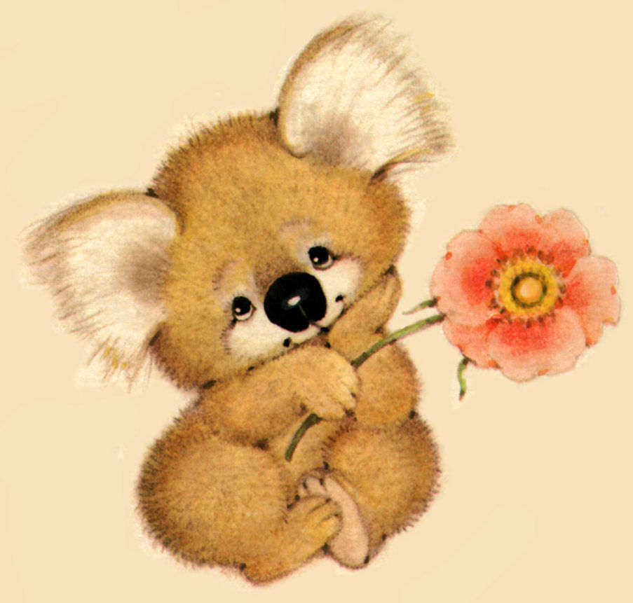 Koala