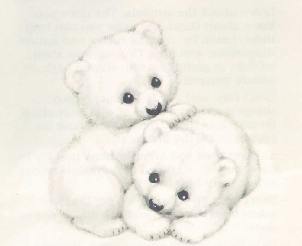 Cute Bears
