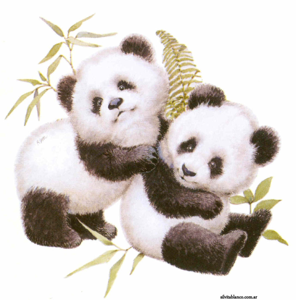Panda bears
