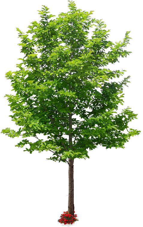 Árboles