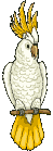 vogel