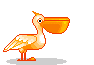 pelican