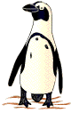 pinguins