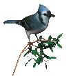 vogel