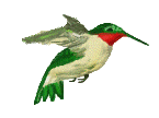 vogel