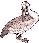 vogel