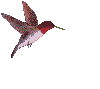 vogel