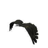vogel