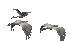 vogel