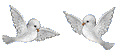 vogel