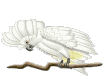 vogel