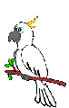 vogel