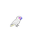 vogel