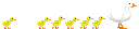 duck and duckies