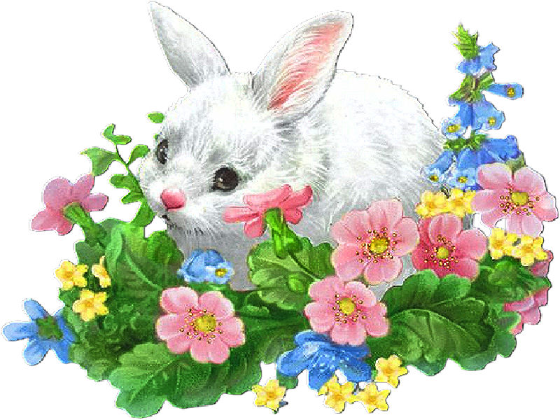 aed easter rabbit pp